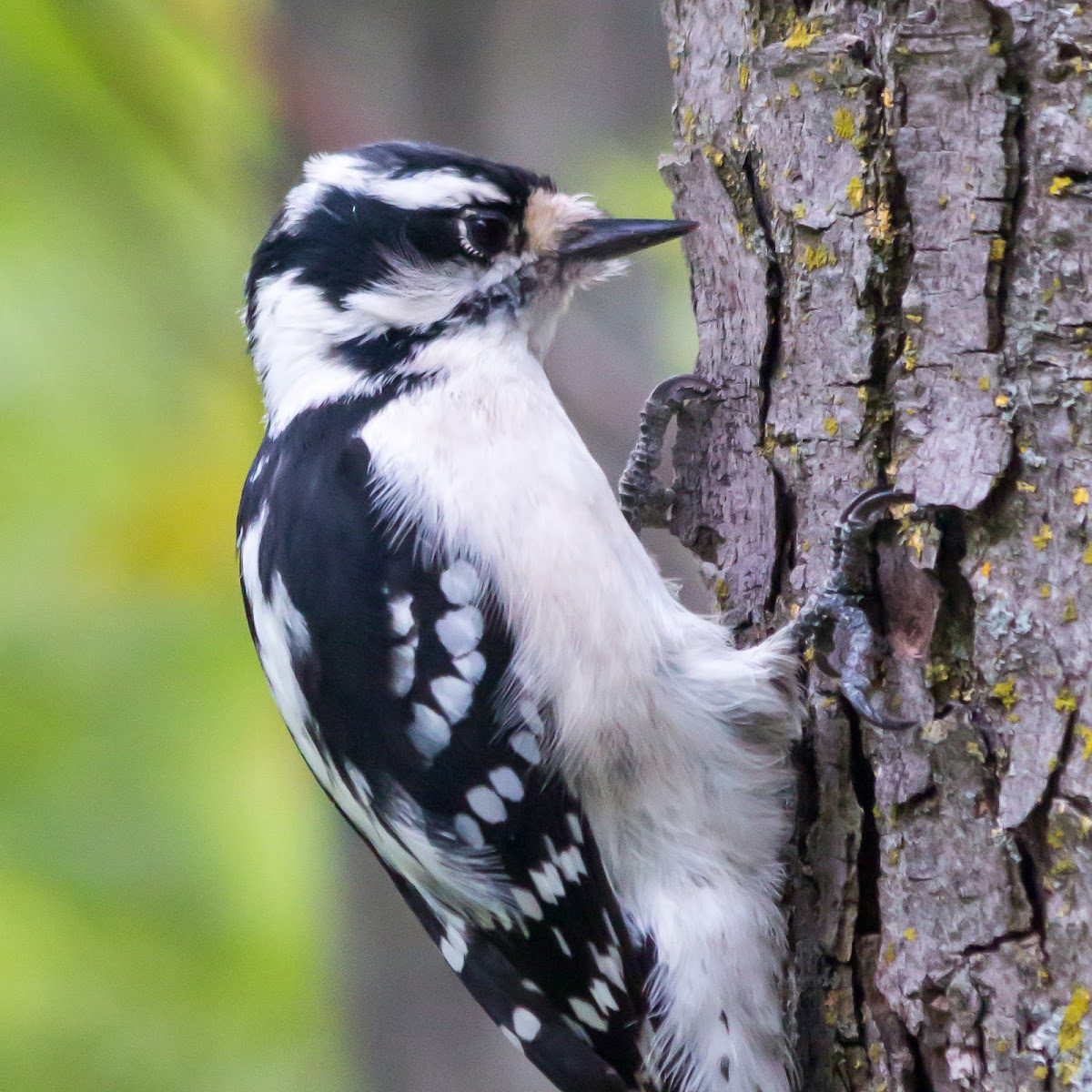 Downy woodpecker