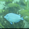 Atlantic Blue Tang