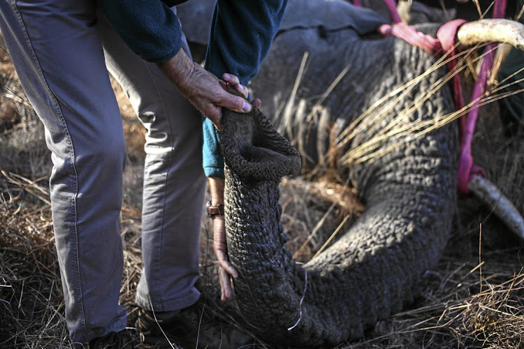 A member of the relocation team gently holds Lumpy's trunk to help his breathing. Vets check on the sedated animal's heart rate and blood pressure and monitor its breathing to ensure it doesn't go into shock.