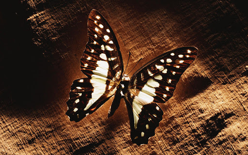 Butterfly Wallpapers