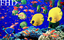 Fish Wallpapers. small promo image