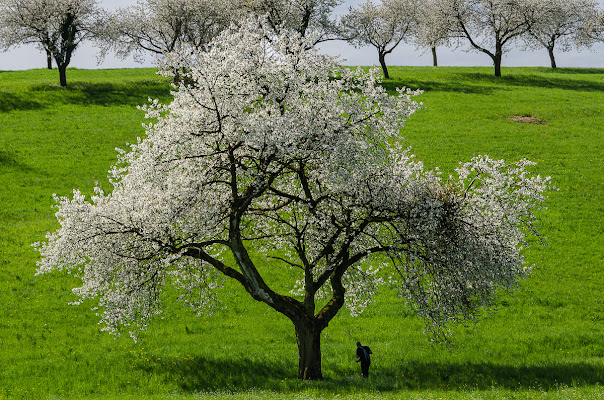 il ciliegio di francescoleonardis_photo