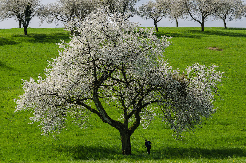 il ciliegio di francescoleonardis_photo