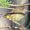 Palm Warbler