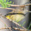 Palm Warbler