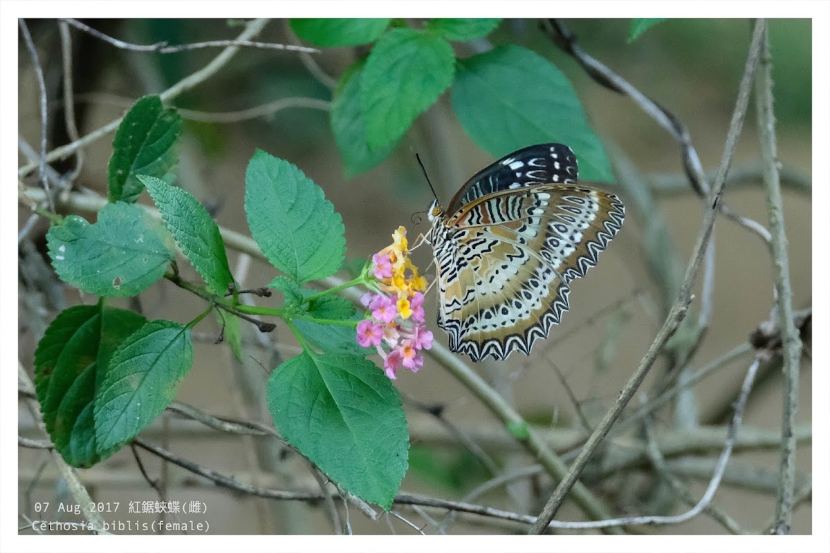 Cethosia biblis(female) 紅鋸蛺蝶(雌)