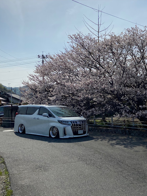 アルファードの30 アルファード・桜とコラボ・桜・洗車・エアサスに関するカスタム事例の投稿画像1枚目