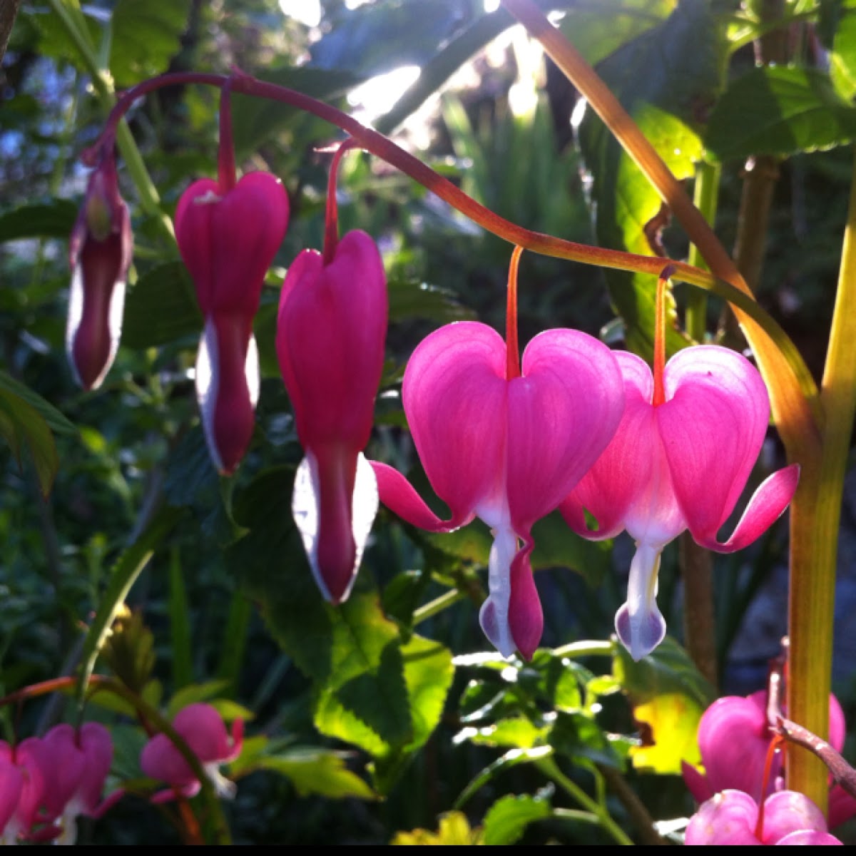 Bleeding Hearts