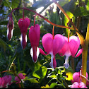 Bleeding Hearts