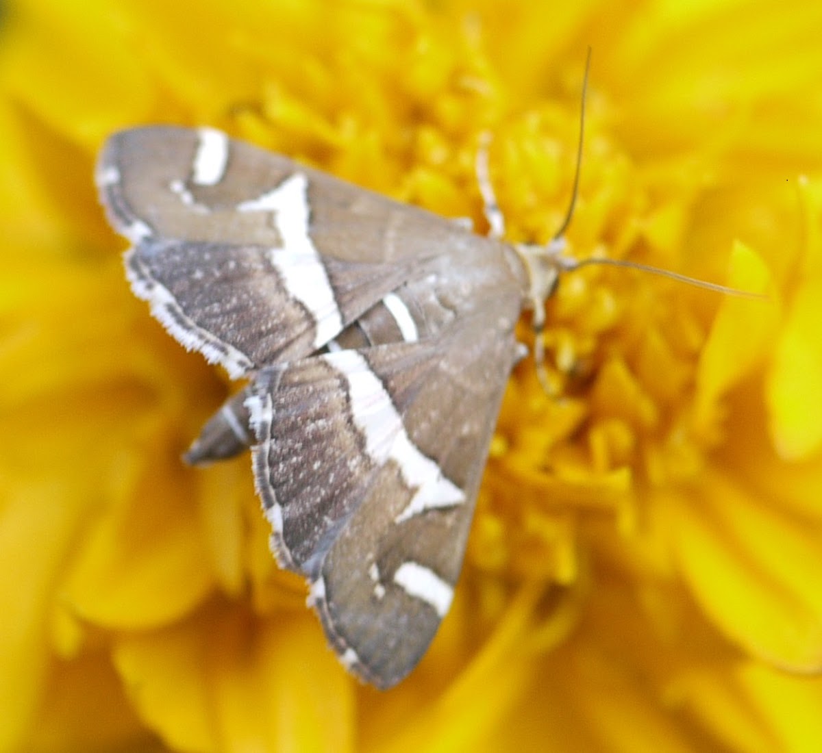 HAWAIIAN BEET WEBWORM MOTH