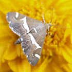 HAWAIIAN BEET WEBWORM MOTH