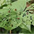 Lilioceris nigropectoralis ochracea 烏胸負泥蟲