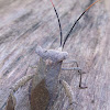 Giant Leaf-footed Bug