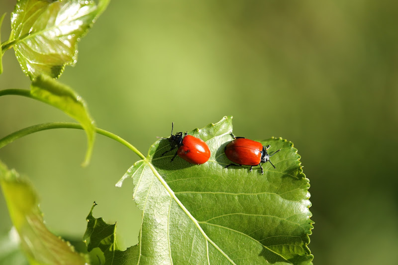 #nature di gaia.buggio