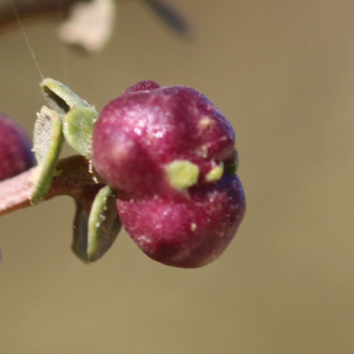 Coyote Brush Bud Gall Midge