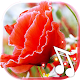 Download Poppy Red Live Wallpaper For PC Windows and Mac 1.0