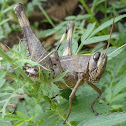 Grasshopper