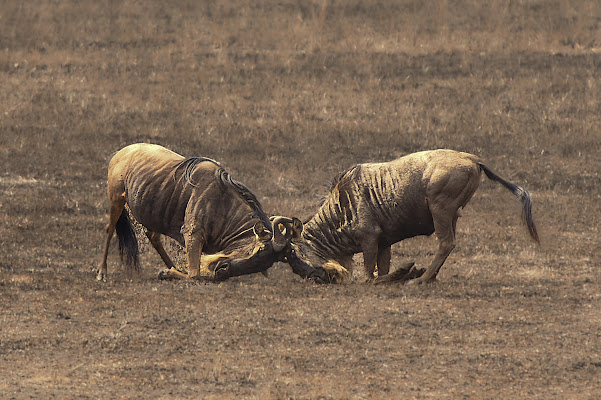 Gnu Vs gnu di Carlo Macinai