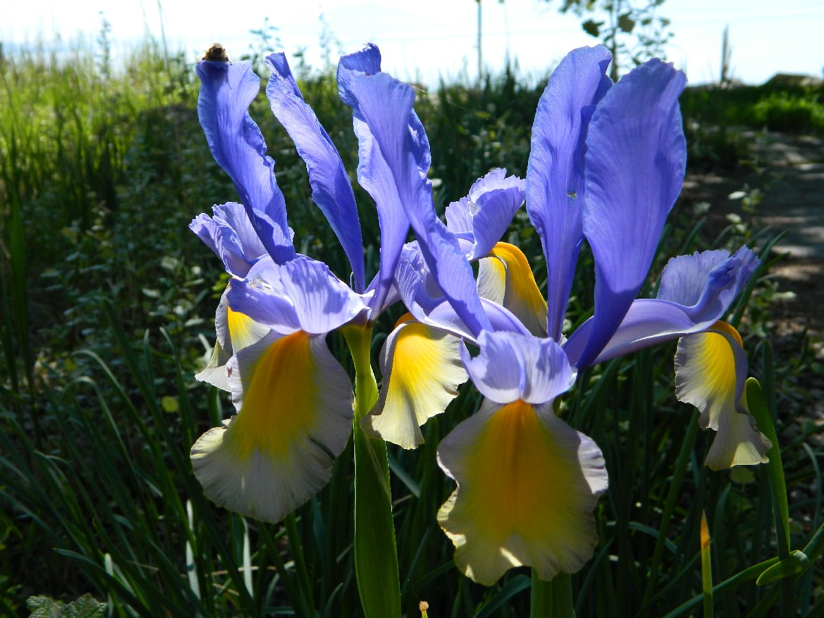 Dutch Iris "Oriental Beauty"