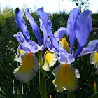 Dutch Iris "Oriental Beauty"