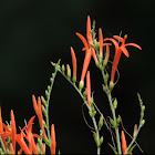 Flame Acanthus