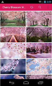 Cherry Blossom Wallpapers screenshot 0