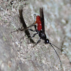 Braconid wasp