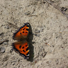 Large Tortoiseshell