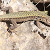 Bocage's wall lizard