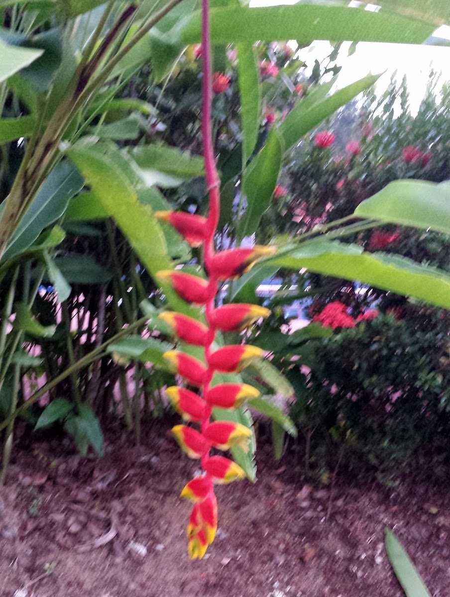 Lobster Claw Heliconia