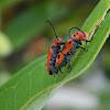 Red Milkweed Beetle