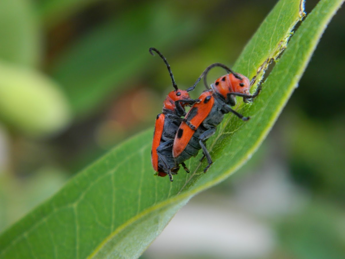 Red Milkweed Beetle