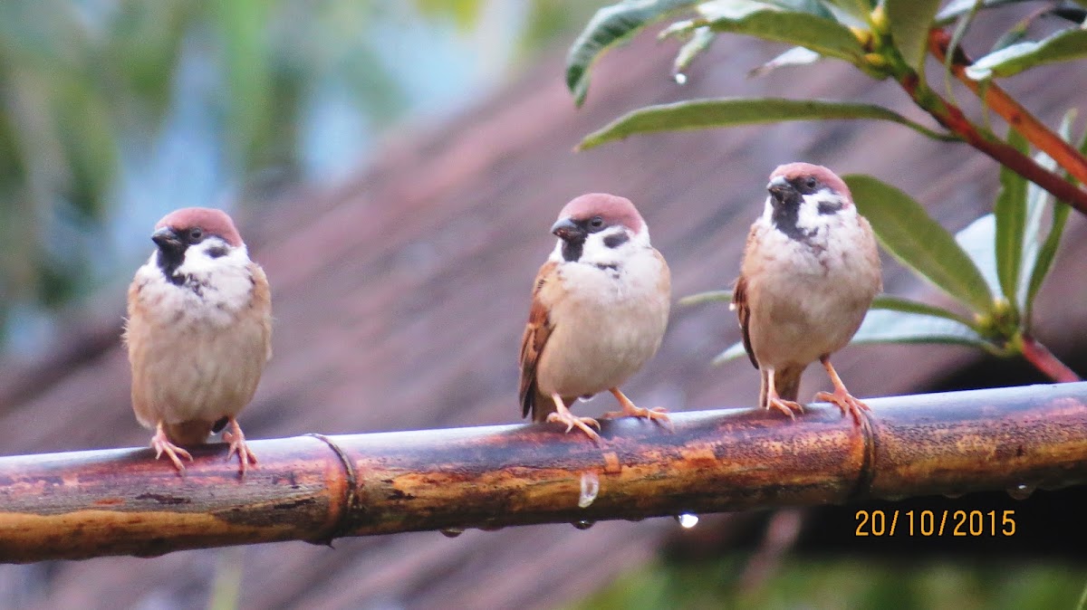 Eurasian Tree Sparrow