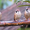 Eurasian Tree Sparrow