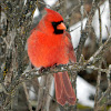 Northern Cardinal