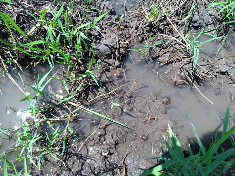 Snails in one of the rice farms at the Mwea Irrigation scheme.