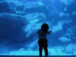 すみだ水族館