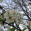 Flowering pear