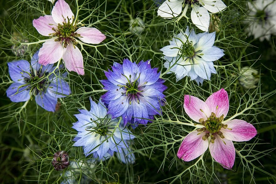 https://p0.pikist.com/photos/424/573/flowers-nigella-love-in-a-mist-botany-petal-blossom-white-blue-garden.jpg