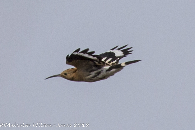 Hoopoe