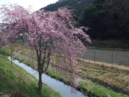 枝垂れ桜