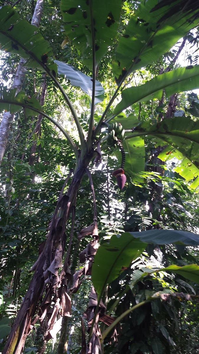 Banana Tree