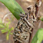 Bagworm Moth