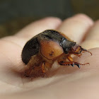 earth-boring dung beetle