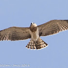 Short-toed Eagle