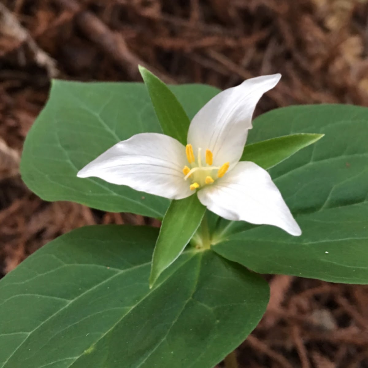 Trillium