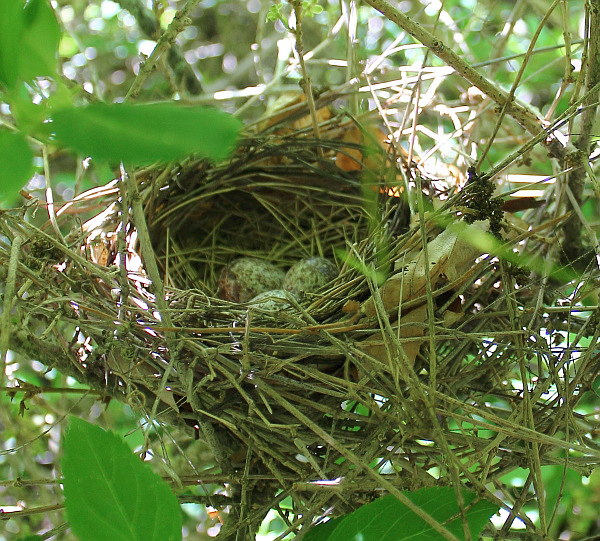 Northern Cardinal Nest with Eggs