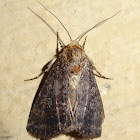 Moth