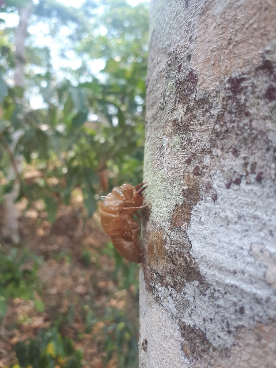 Cicada