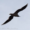 Slender-billed Gull; Gaviota Picofina